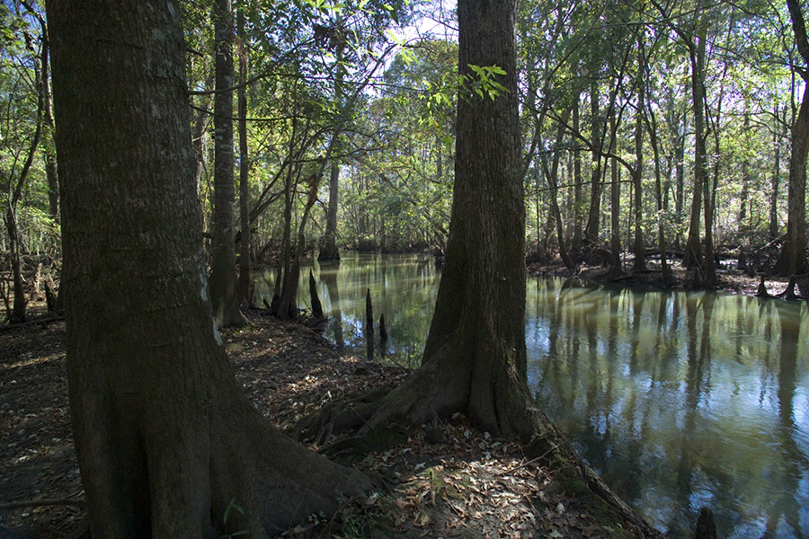 Photo Courtesy of the Nature Conservancy of Georgia