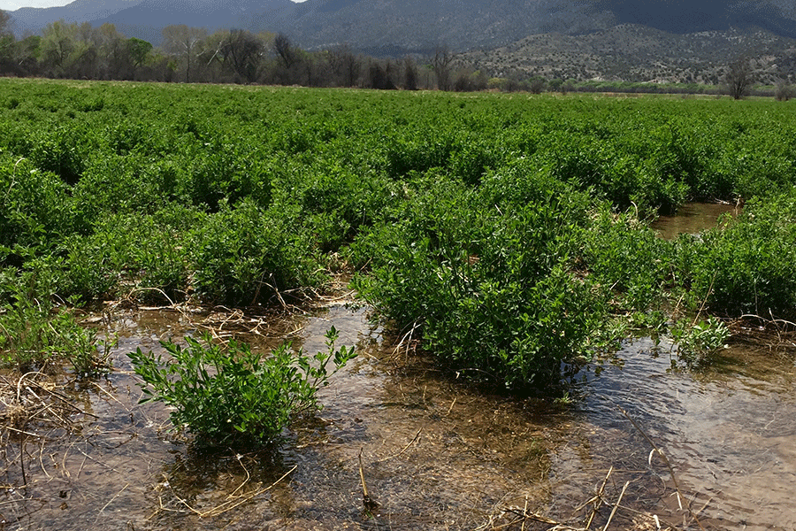 Verde River – West Clear Creek Irrigation Modernization