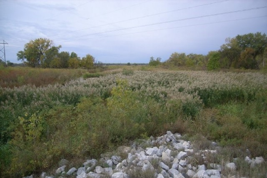 Sample site 1 in 2008, after infestation of phragmites and prior to treatment.  Note that the water surface of this  channel of the Platte River is not visible.