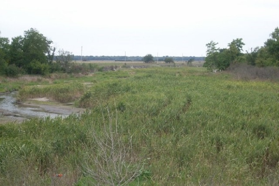 Sample site 1, after first year of treatment for phragmites.  The water surface is becoming visible on the left.