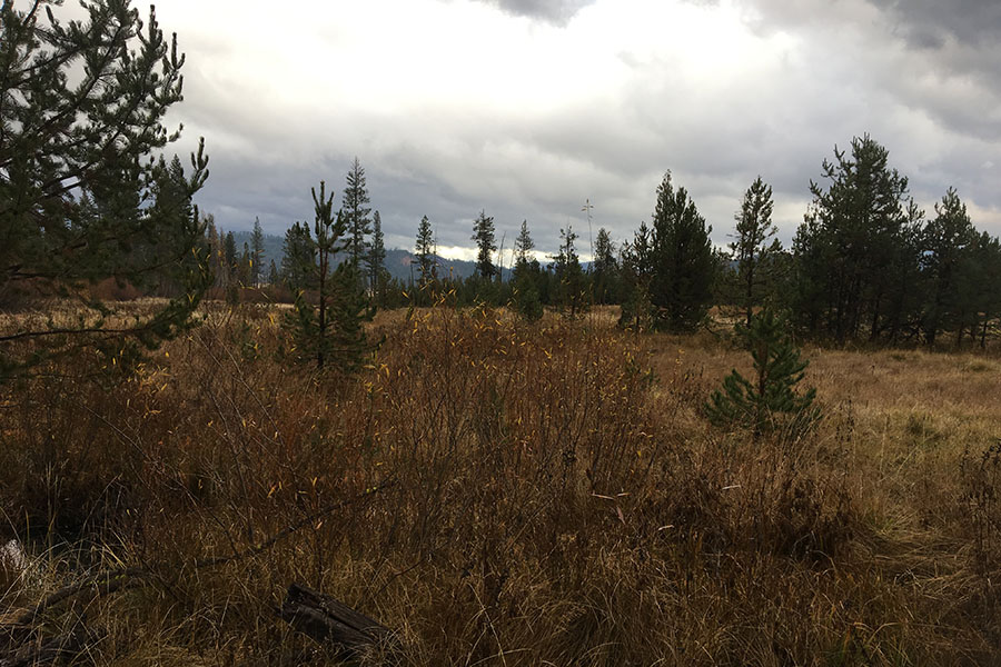 Another photo of lodgepole encroachment due to meadow drying out taken Nov. 2017. 