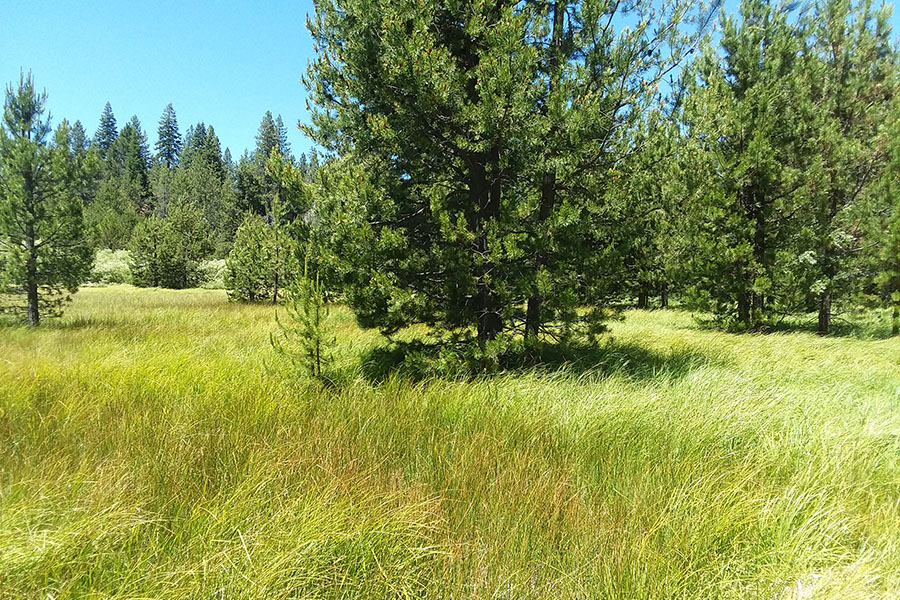 Taken from a little farther down the large meadow, showing young conifer encroaching into the meadow habitat.