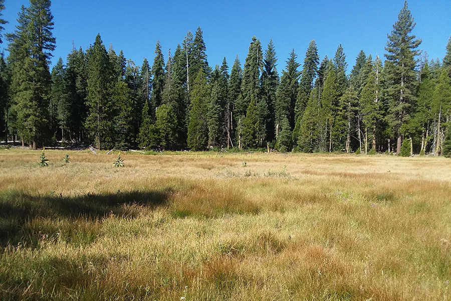 Upper area of the large meadow is dried out from ditching and an excavated channel.
