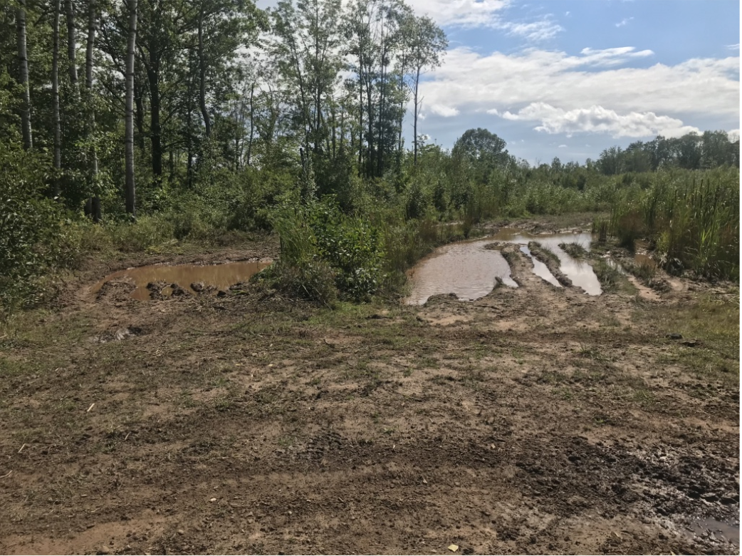 Middleton Wetland Restoration Acid Rain Mitigation
